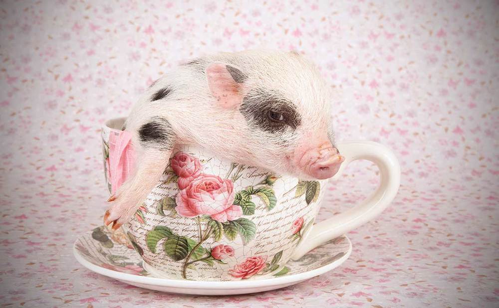teacup-pig-hero