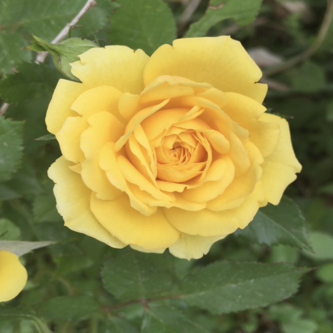 Joy: The Yellow Rose