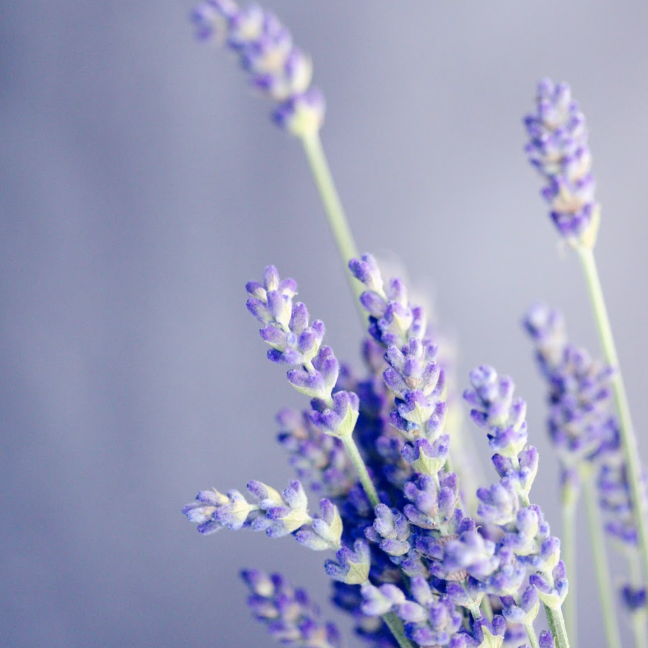 Peace: Lavender